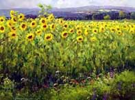 Summer Sunflowers